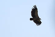 Vulture Masai Mara 